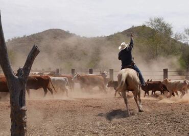 Recuperan en Sonora 42 ranchos y dos minas despojadas con violencia desde 2019; operaban para el Cártel de Sinaloa