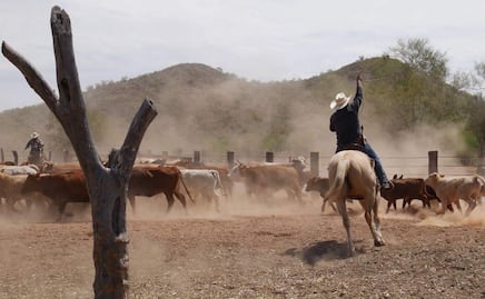 Recuperan en Sonora 42 ranchos y dos minas despojadas con violencia desde 2019; operaban para el Cártel de Sinaloa