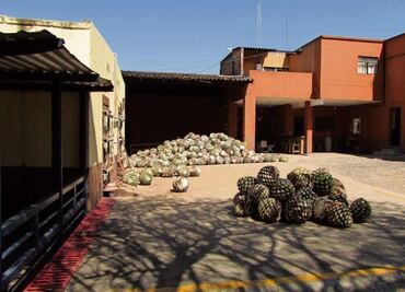 Diputado local en Jalisco acusa al Consejo Regulador del Tequila de permitir el coyotaje de agave; “perjudica a productores primarios”