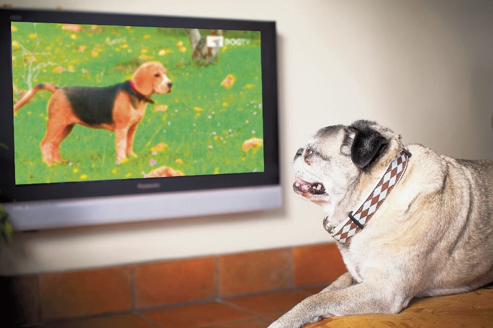 Estudios demostraron que el estrés de los animales bajaba al ver el canal. Foto: DOG