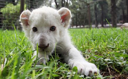 White lion cub born at zoo in Tlaxcala