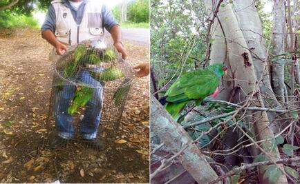 Profepa integra 11 aves a su hábitat; fueron aseguradas el año pasado