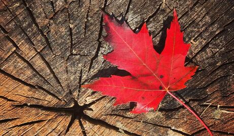 Canadá: Qué se necesita para conseguir la residencia permanente 