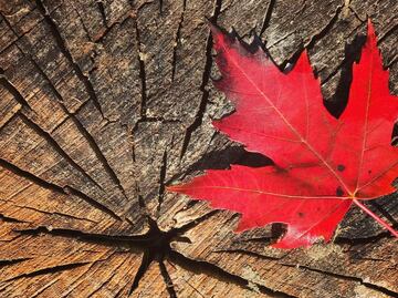 Canadá: Qué se necesita para conseguir la residencia permanente