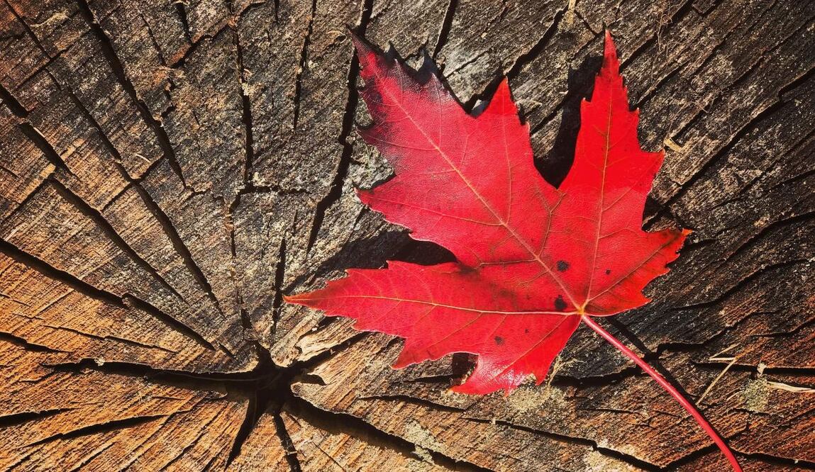 ¿Sueñas con vivir y trabajar en Canadá? Te decimos los requisitos que debes cumplir. Imagen: Pixabay