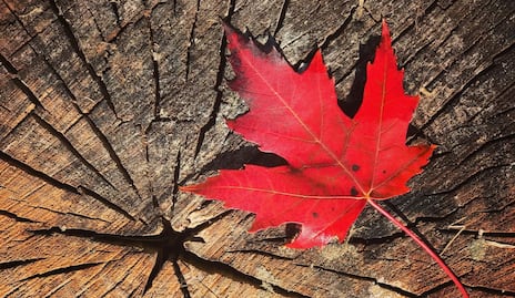 Canadá: Qué se necesita para conseguir la residencia permanente