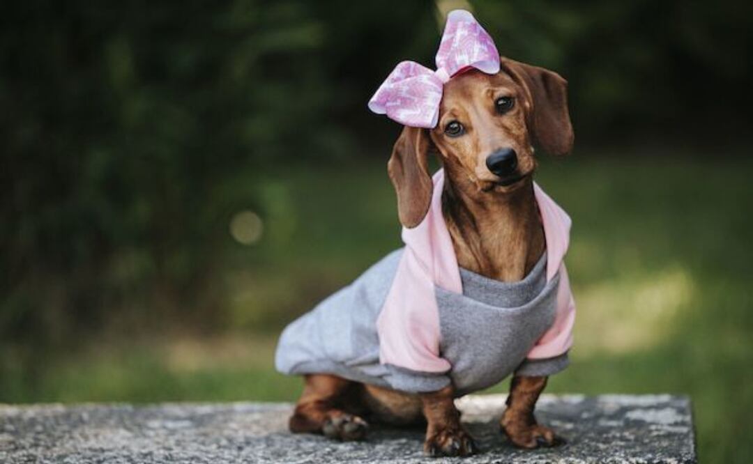 Los expertos coinciden en que no todos los perros necesitan ropa en invierno. Fuente: Freepik.