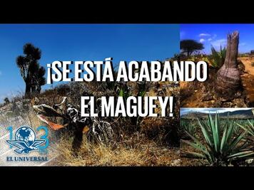 Advierten sobre la extinción del maguey