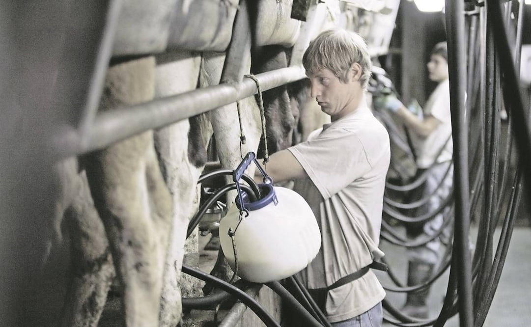 De acuerdo con productores, los lácteos se han encarecido poco más de 20%. Foto: Archivo EL UNIVERSAL