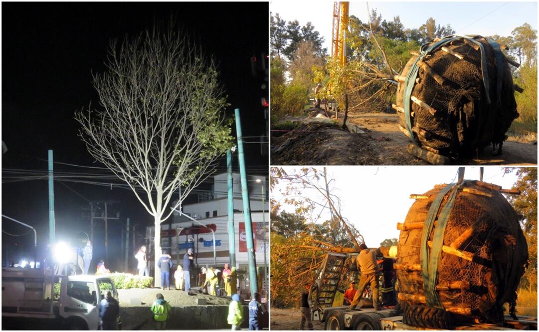 En agosto pasado, EL UNIVERSAL informó que el nogal de unos 10 metros de altura se secó debido a estrés hídrico y mal manejo en su mantenimiento. /Especial