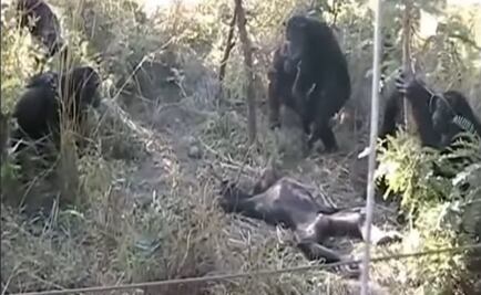 Video abre debate sobre si animales tienen ritos mortuorios