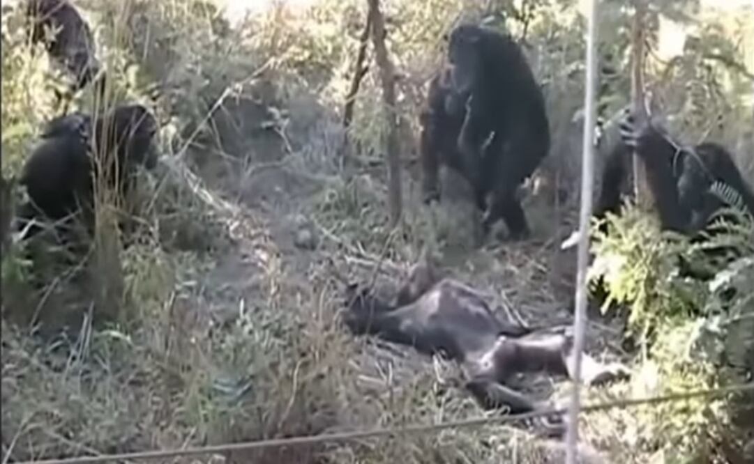 (FOTO: Tomada de Youtube)