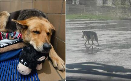 "Nikki", la perrita que se viralizó por deambular con su peluche en calles de EU durante días