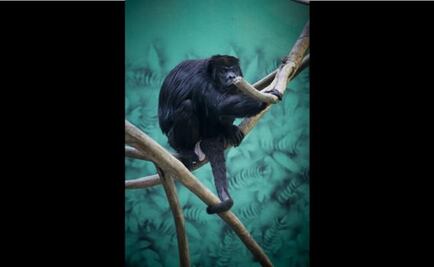 Mueren dos monos aulladores hembras en Veracruz