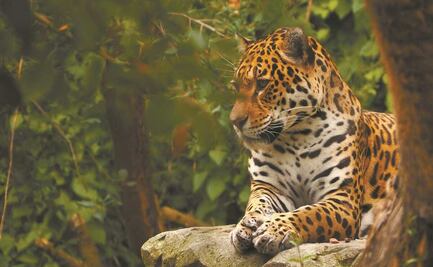Con inteligencia artificial contribuyen a la conservación del jaguar en Yucatán