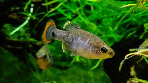 Tras aparente extinción, el pez "Picote tequila" fue reintegrado a su hábitat  