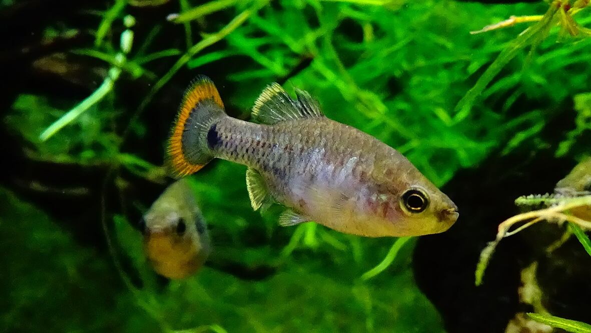 Zoogoneticus tequila. Foto: Especial 