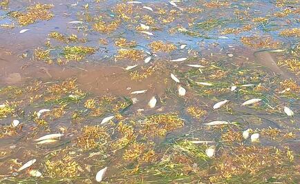 Hallan miles de peces muertos en el sur de Quintana Roo