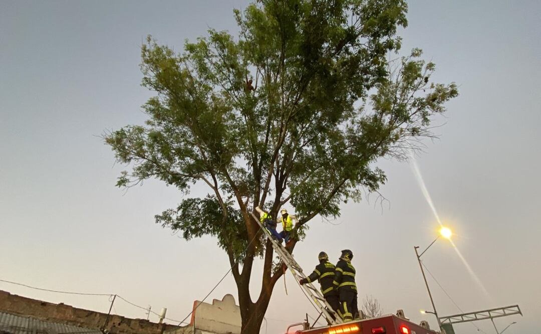 Rescatan a hombre con crisis psicótica atrapado en un árbol en la alcaldía Cuauhtémoc. Foto: Valente Rosas