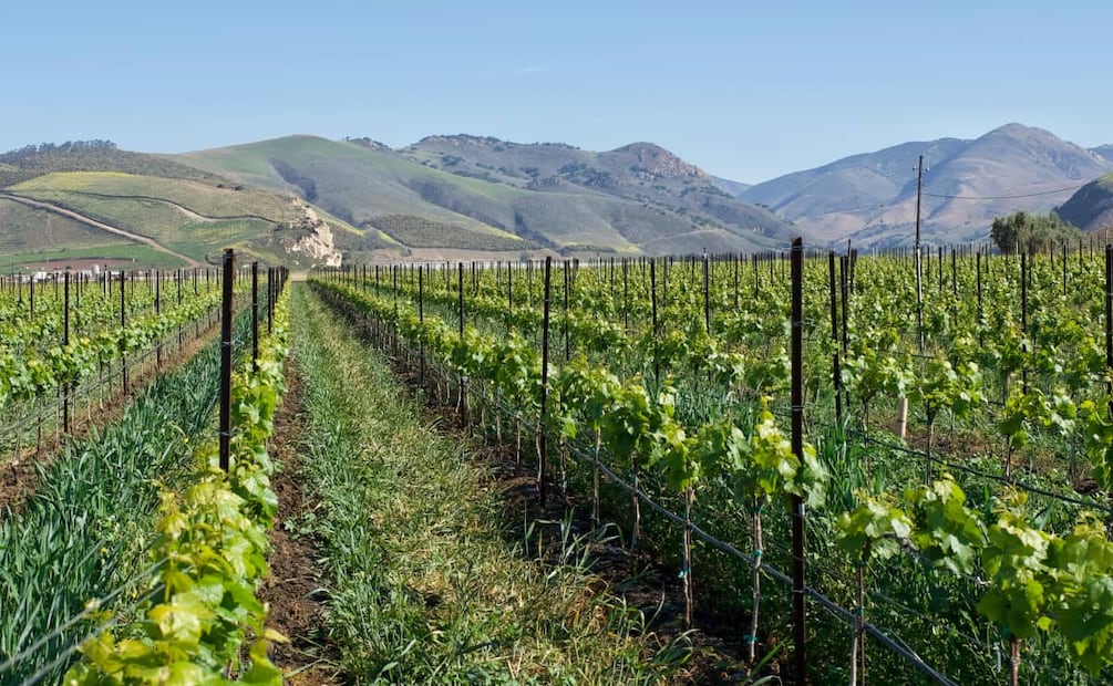 Foto: Cortesía / Richard Morley para Wine Institute.