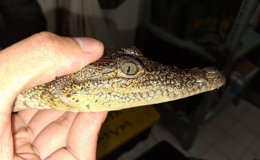Reubican 99 cocodrilos en cuatro estados tras inundaciones por lluvias. Foto: Profepa
