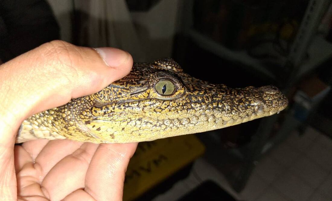 Reubican 99 cocodrilos en cuatro estados tras inundaciones por lluvias. Foto: Profepa
