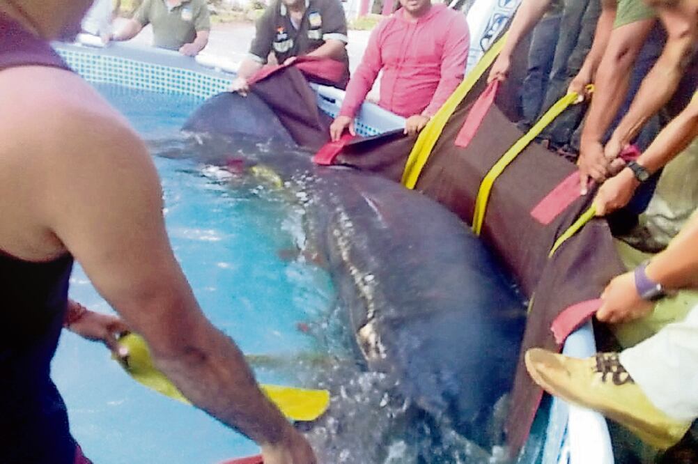 Autoridades rescataron un manatí de aproximadamente 400 kilogramos, para evitar que enfermara y muriera. (ESPECIAL)