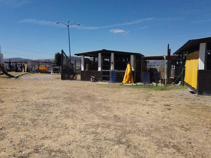 Rescatan a 188 perros durante cuarentena en ciudad de Puebla