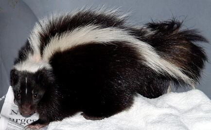 Nuevo México combatirá plaga de zorrillos por mal olor