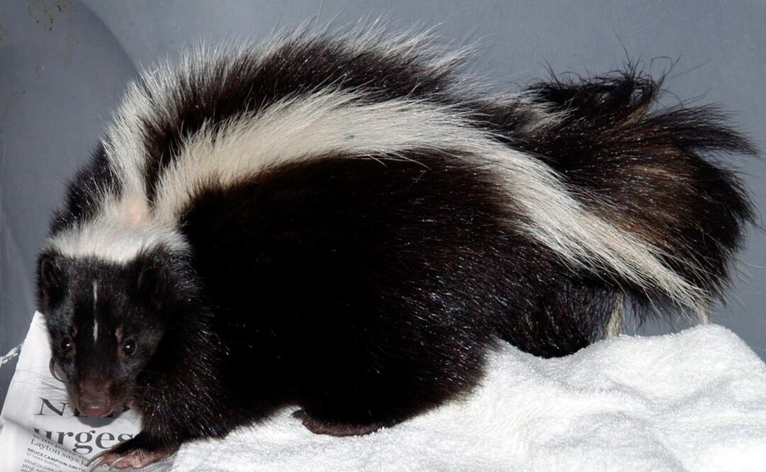 Fuentes de la policía local indicaron que están colocando jaulas trampa en la ciudad y en los alrededores para atrapar a los animales (Foto: Archivo / EL UNIVERSAL)
