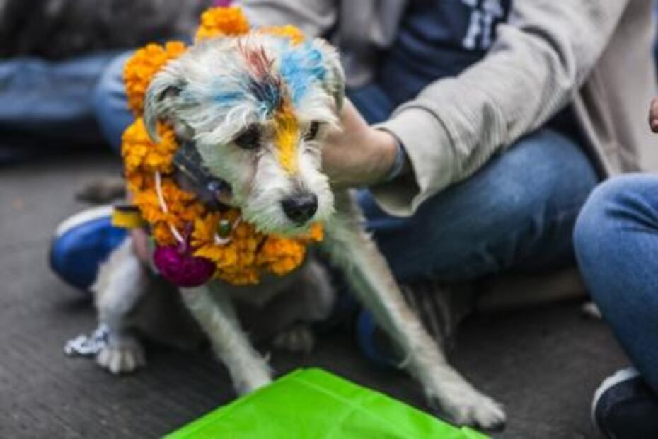 Celebran primer festival hindú para perros en la CDMX