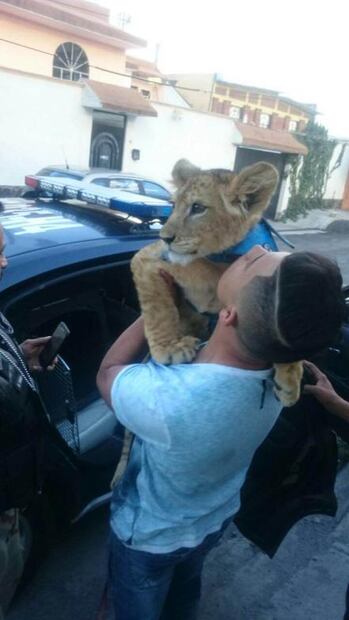 Cachorro de león provoca alarma en Cerro de la Estrella