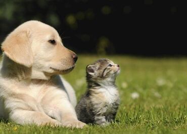 Covid-19: estudio demuestra que perros y gatos pueden infectarse de la variante Alfa