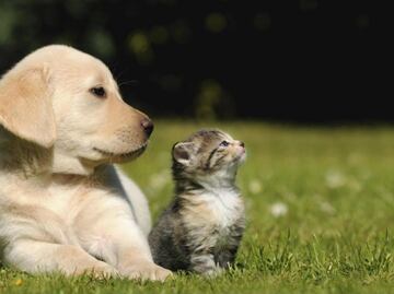 Covid-19: estudio demuestra que perros y gatos pueden infectarse de la variante Alfa