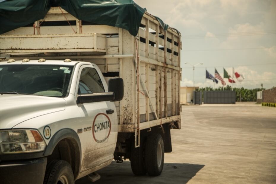 Michoacán, una comunidad en armas para plantar plátanos