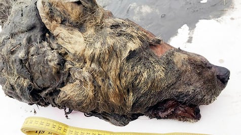 Hallan en Siberia cabeza de un lobo gigante de hace más de 30 mil años