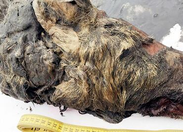Hallan en Siberia cabeza de un lobo gigante de hace más de 30 mil años
