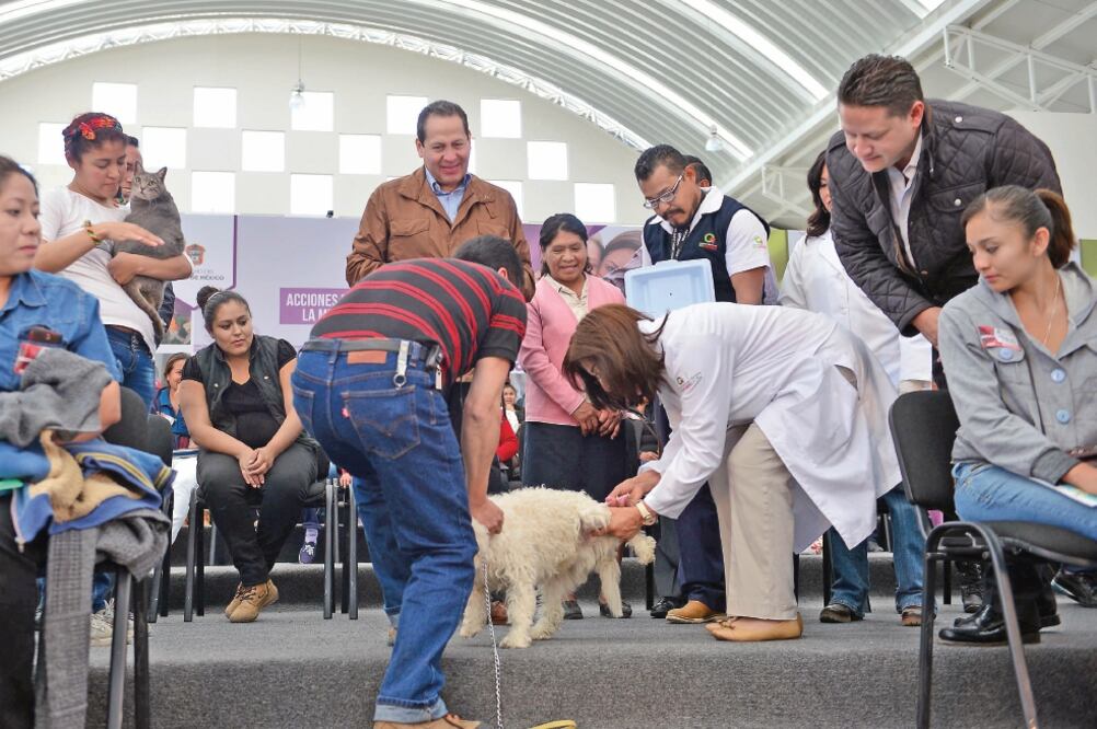 El gobernador del Estado de México, Eruviel Ávila, dio a conocer que en 2015 se realizaron más de 139 mil esterilizaciones de perros y gatos; además, destacó que en la entidad hay siete parques de recreación canina (ESPECIAL)