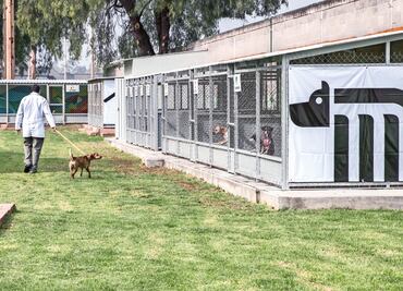 Medio millón de perritos han sido esterilizados en el CTC del Metro