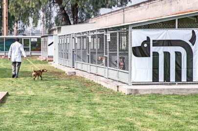 Perros ayudan a rehabilitar a otros peludos rescatados en el Metro 