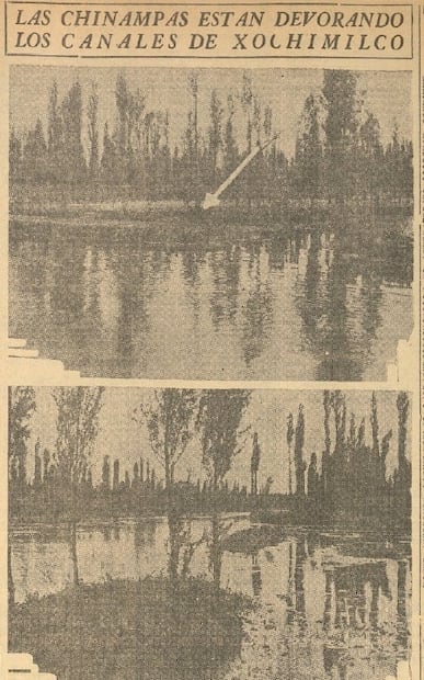 Ahuejotes, los viejos guardianes de las chinampas