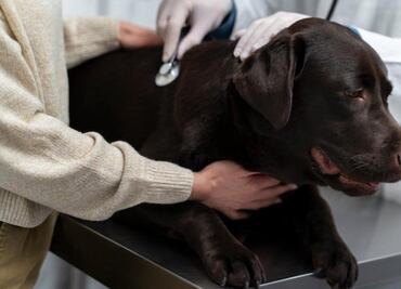 Cuidado canino; estos son los síntomas de un tumor intestinal en perros, según veterinaria