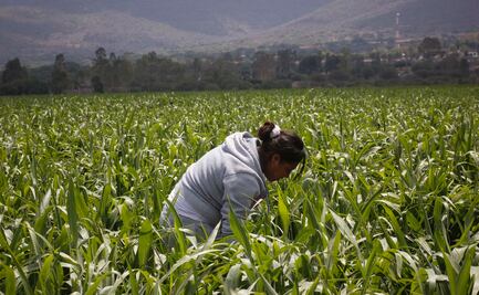 Gobierno federal coloca bono rosa para mujeres del campo por 3 mil mdp