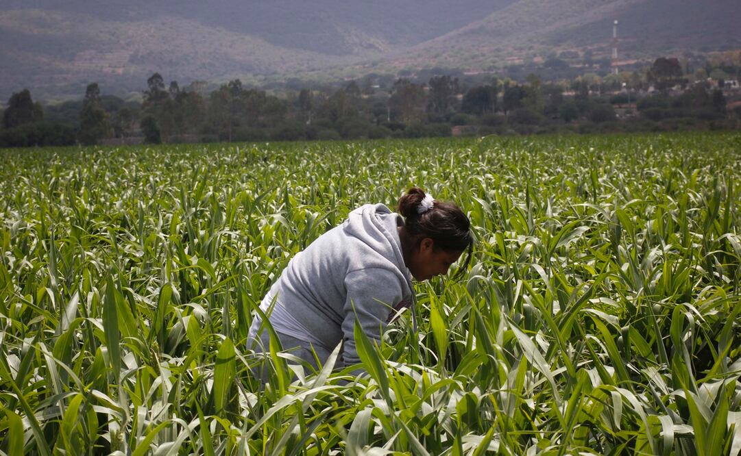 Foto: Archivo / EL UNIVERSAL