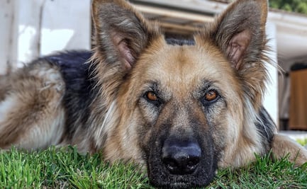 Si tienes un perro pastor alemán cuídalo de estas posibles enfermedades