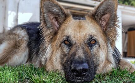 Si tienes un perro pastor alemán cuídalo de estas posibles enfermedades