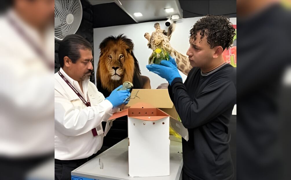 Jesús Elías Ibarra, director del colectivo Conibio Global, agradeció a la Profepa por la confianza en su equipo para colaborar en la atención de vida silvestre asegurada. | Foto: Especial.