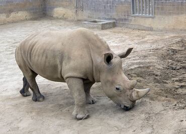 La rinoceronte blanca que puede salvar a su subespecie con su embarazo