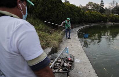 Piden a Sedema implementar acciones necesarias que eviten la muerte de peces en el Lago de Chapultepec