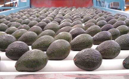 Kilo de aguacate se vende hasta en 78 pesos en mercados del país